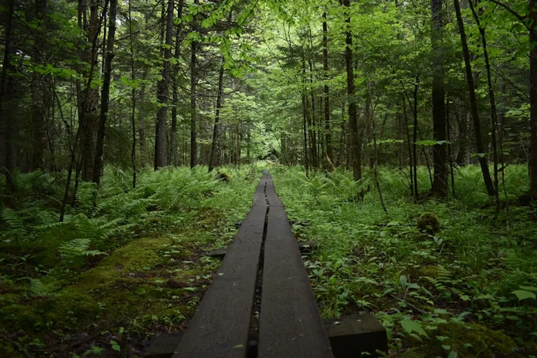 „Rettet unseren Wald!“: Gratis-Escape in Regensburg