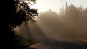 Morgendliche Sonnenstrahlen fallen stimmungsvoll auf eine ruhige, von Bäumen gesäumte Straße.