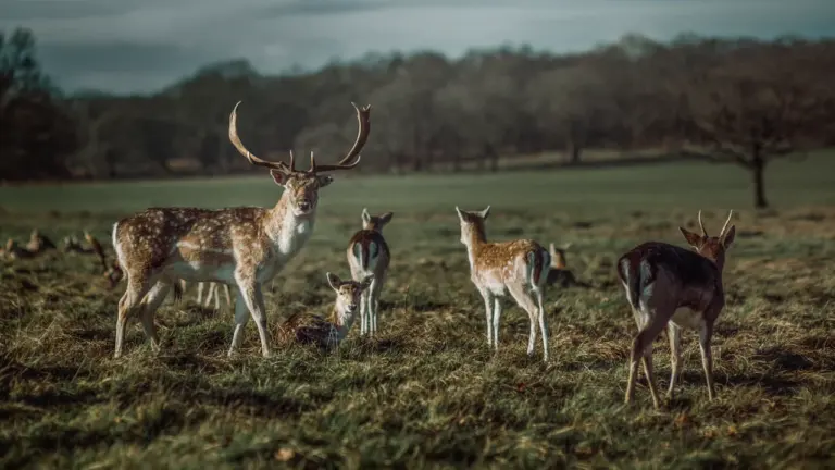 Eine Gruppe von Damwild auf einer grünen Wiese im Wildpark.