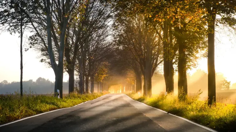 Eine von Bäumen gesäumte deutsche Straße im goldenen herbstlichen Morgenlicht mit leichtem Nebel.