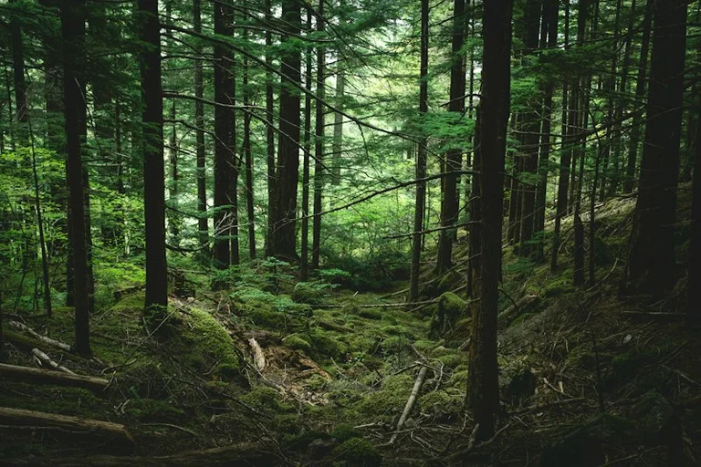 Im Wald den Weg suchen: Was der Traum bedeuten kann