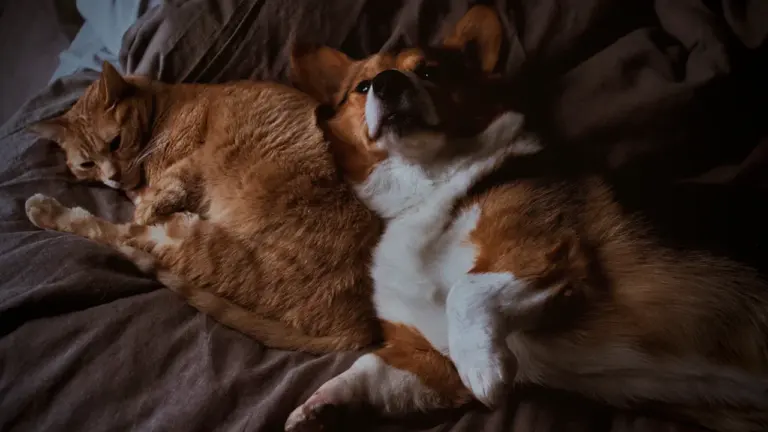 Ein Corgi-Hund und eine getigerte Katze schlafen gemeinsam auf einem gemütlichen Textiluntergrund.