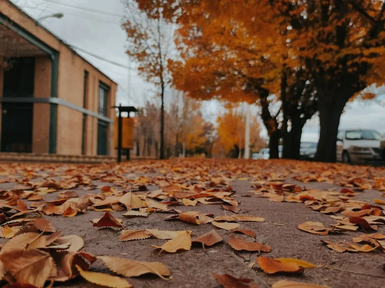 Herbstlaub vor dem Haus: Wege und Abläufe kontrollieren